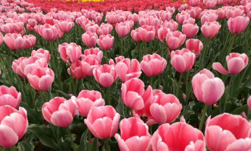 以代表友谊的花——友情花朵的象征（友情花朵的意义与表达方式）