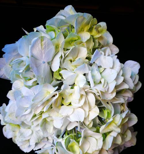 以代表友谊的花——友情花朵的象征（友情花朵的意义与表达方式）