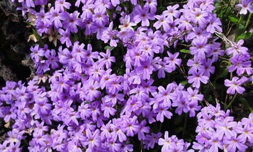 百里香花语（在生活中坚定你的信念）