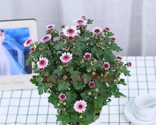 小雏菊能否放在卧室（探究小雏菊的适宜环境和作用）