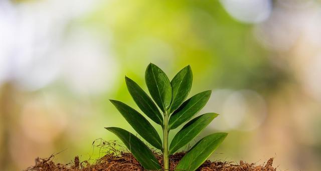 寓意生命与希望的植物（以植物为象征）
