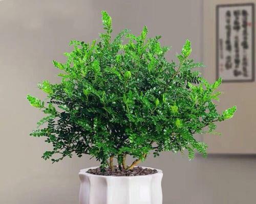 家里种胡椒木，原来还有这些好处（家庭种植胡椒木的方法）