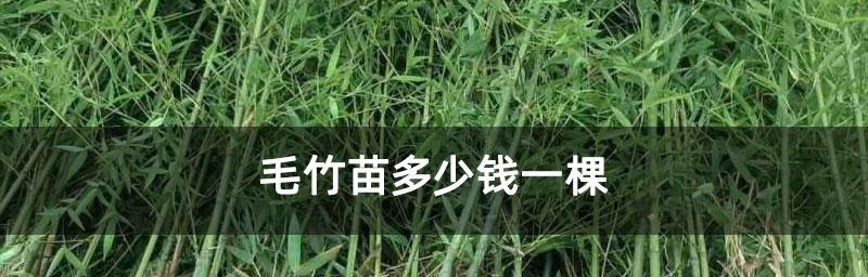 毛竹的快速生长速度（探究毛竹生长速度及影响因素）