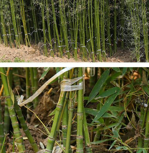 毛竹的快速生长速度（探究毛竹生长速度及影响因素）_花植网