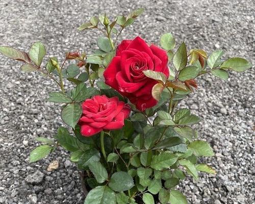 养玫瑰花的技巧（轻松养活玫瑰花）