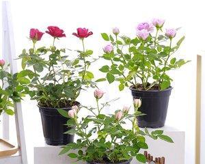 养玫瑰花的技巧（轻松养活玫瑰花）