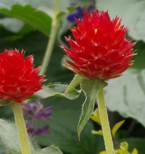 以千日红的花语为主题的文章(不朽的永恒之美) 以千日红的花语为主题的文章(不朽的永恒之美)