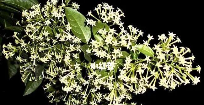 以夜来香的花语与传说（花语）