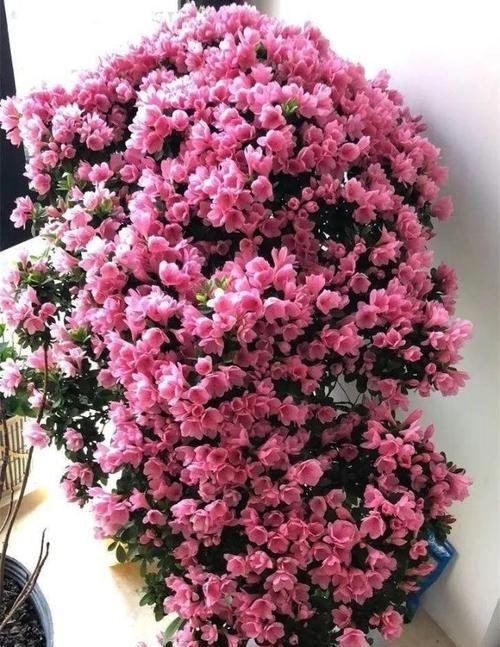 蜡皮杜鹃花的养护方法（家庭养法）