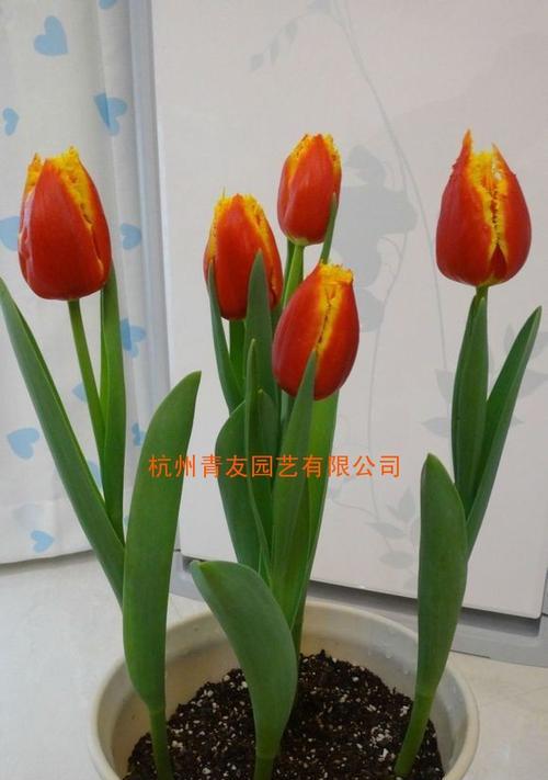 郁金香开花后的养护方法(打造美丽花园)