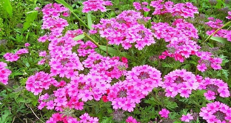 草花养护全攻略（教你养出壮观的草花园）