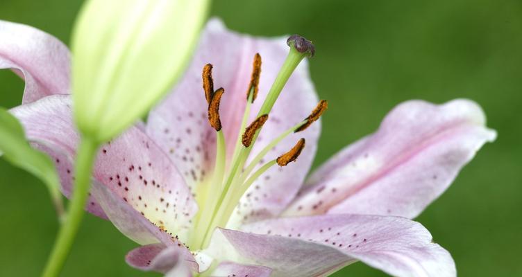 百合花（百合花传达的美丽）
