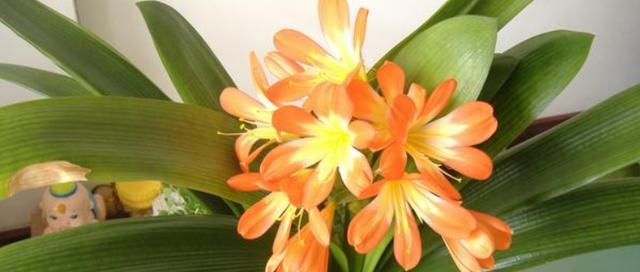 君子兰的开花时间与特点（解析君子兰的花期）