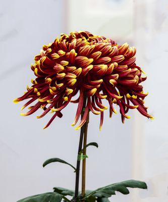 菊花的象征意义及文化传承（菊花代表的深刻寓意与传统文化内涵）