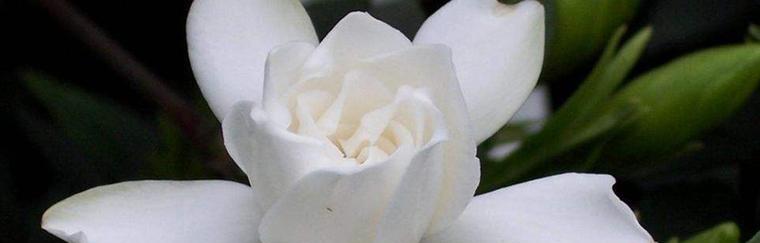 栀子花语(揭示栀子花语的深意与文化内涵)
