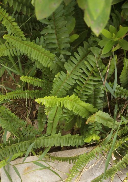 肾蕨——生长于湿润环境的地上蕨类植物（肾蕨的特点）