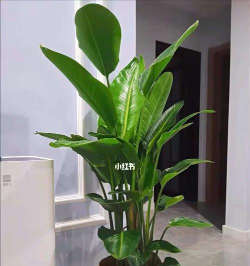 天堂鸟——适合种植的土壤和栽培技巧（打造热带风情）
