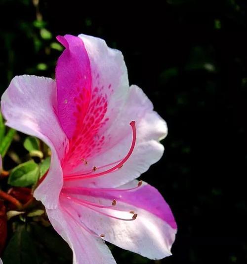 杜鹃花的花语与寓意(揭秘杜鹃花的神秘花语) 杜鹃花的花语与寓意(揭秘杜鹃花的神秘花语)