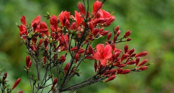 杜鹃花的花语与寓意(揭秘杜鹃花的神秘花语)