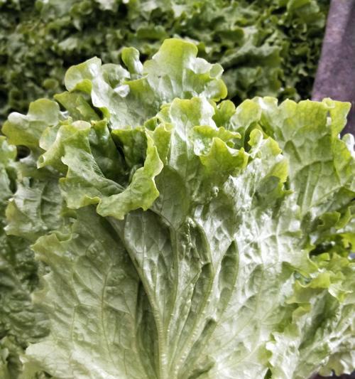 生菜冬天会冻死吗？——探究生菜的耐寒性