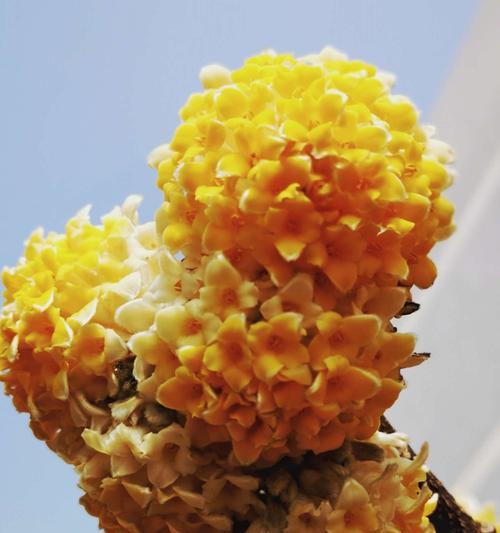 结香花的香味是否有毒性(了解结香花的香味对人体的影响)