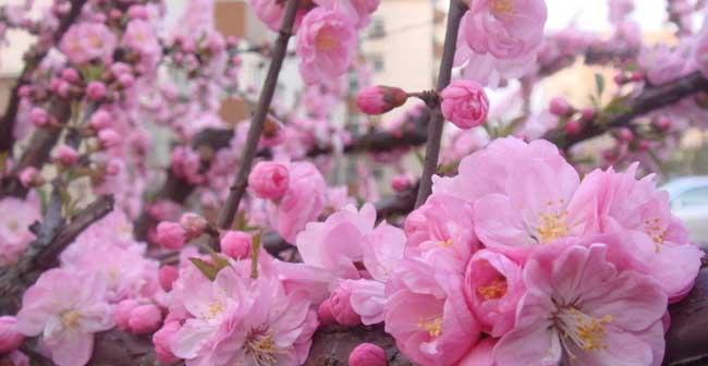 樱花的花语与传说（花开盛世）