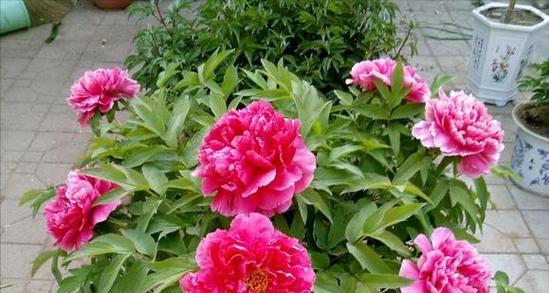探秘牡丹花的开花季节与花期时间(一年四季牡丹花不停歇的美丽)