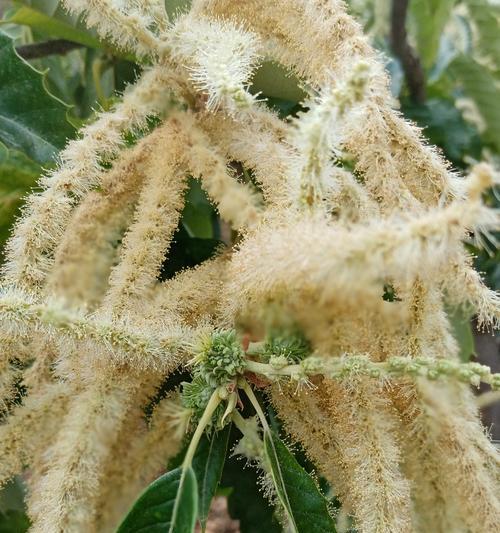 探秘几种植物的奉献精神（探秘几种植物的奉献精神）