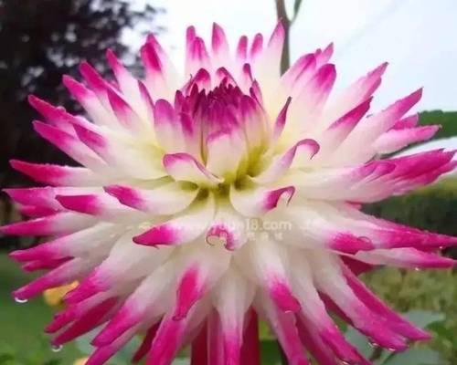 大丽花的花语及其象征意义（探索大丽花背后的花语）