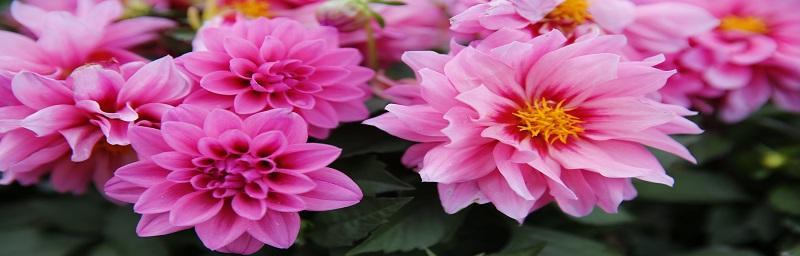 大丽花的花语及其象征意义（探索大丽花背后的花语）