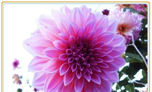 大丽花的花语及其象征意义（探索大丽花背后的花语）