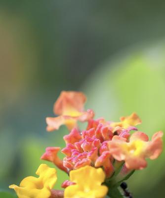 五色梅的花语和意义（探索五色梅背后的深层寓意）