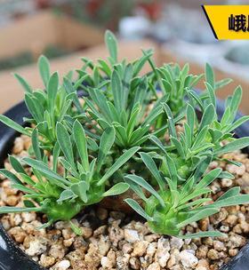 15种花朵告诉你单身不孤单(15种花朵告诉你单身不孤单)