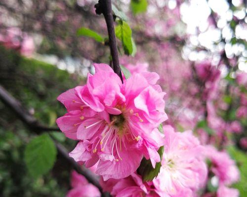 榆叶梅花语与作用解析（传递美好祝愿的榆叶梅）