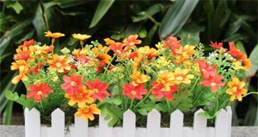 家里养小雏菊，祥瑞常在（小雏菊带来的好处与风水意义）