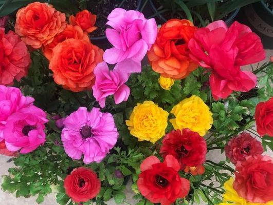 牡丹花开花后的护理方法（保持美丽）