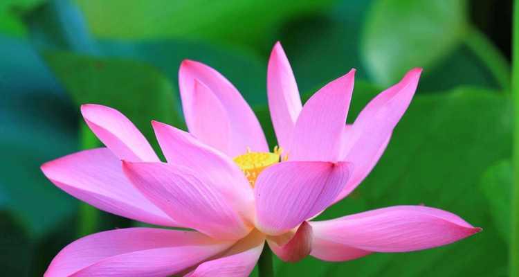 以莲花的寓意和象征（探索莲花的内涵）