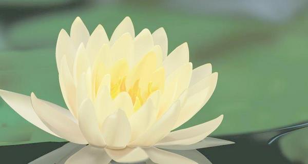 以莲花的寓意和象征（探索莲花的内涵）