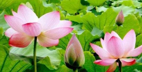 以莲花的寓意和象征（探索莲花的内涵）
