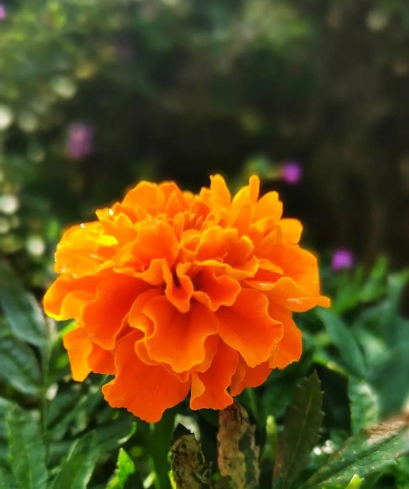 万寿菊花语之美——花开花落中的生命传承（用千姿百态讲述万寿菊花的生命之美）