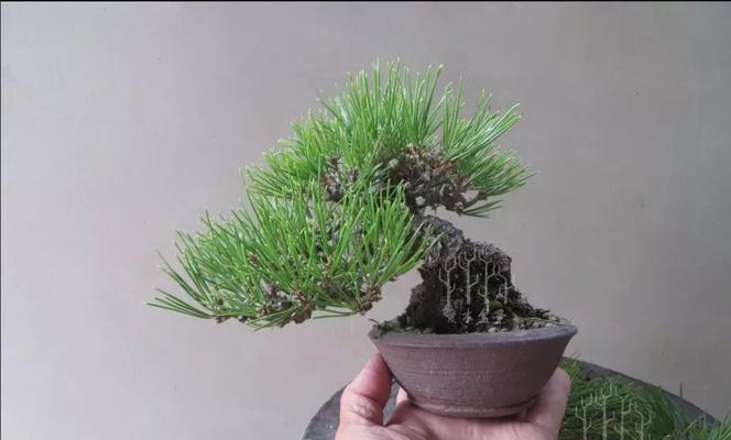 如何有效地处理黑松黄叶问题(如何有效地处理黑松黄叶问题)