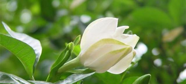 栀子花的寓意与象征（探寻栀子花的深意）
