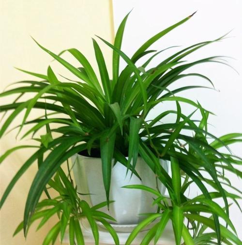 植物传承的象征意义(以植物为主题的传承象征及意义探析) 植物传承的象征意义(以植物为主题的传承象征及意义探析)