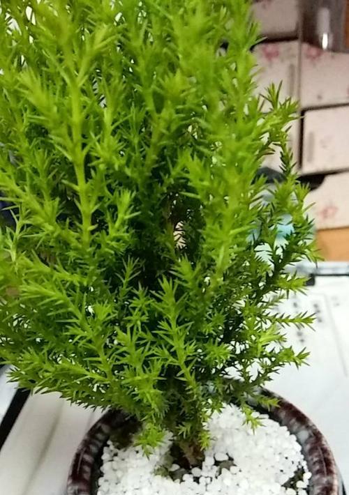 植物传承的象征意义(以植物为主题的传承象征及意义探析) 植物传承的象征意义(以植物为主题的传承象征及意义探析)