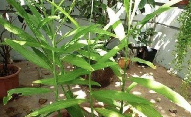 生姜的生长周期与关键因素(揭秘生姜的生命历程)