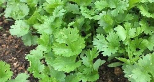 探秘香菜生长周期（从种植到收获）