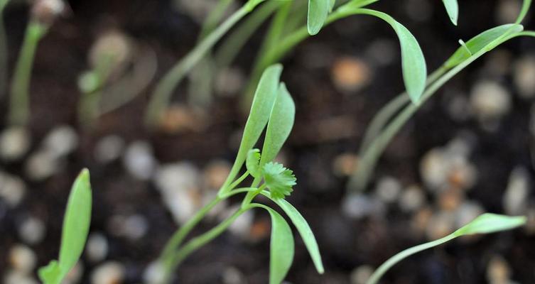 探秘香菜生长周期（从种植到收获）