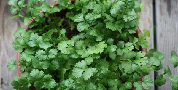 探秘香菜生长周期（从种植到收获）