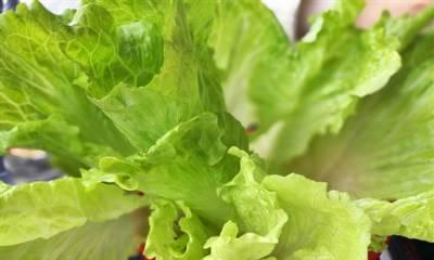 生菜的水养方法与注意事项（让生菜在水中生长）