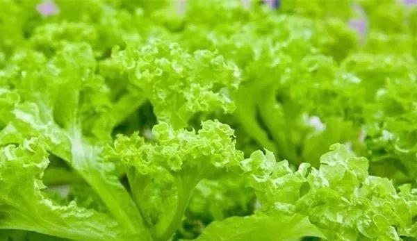 生菜的水养方法与注意事项（让生菜在水中生长）